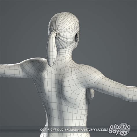 3d essential female anatomy model