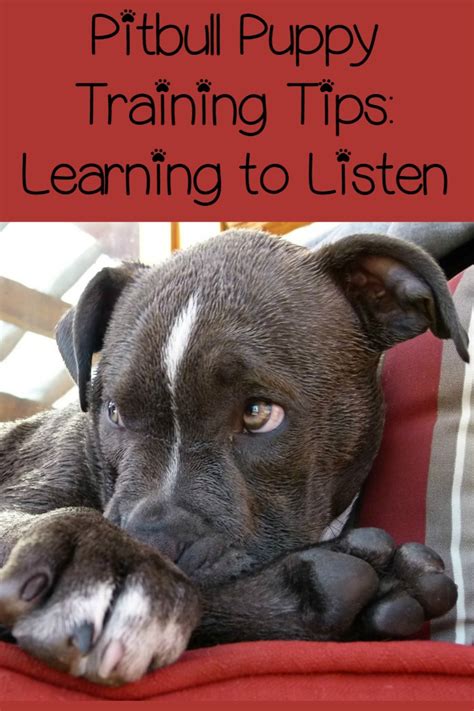 Pitbull Puppy Training Tips: Learning to Listen