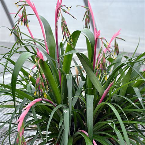 How to Grow Queen Ann Tears - Billbergia Nutans - FarmFoodFamily