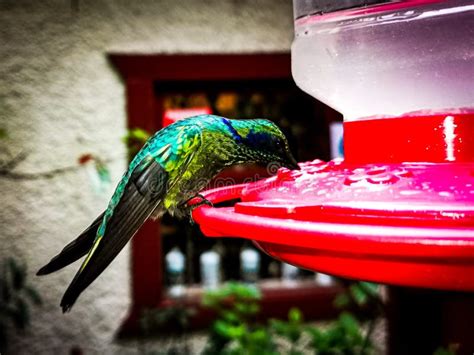 Green Hummingbird Drinking Water Stock Image - Image of water, drinking ...