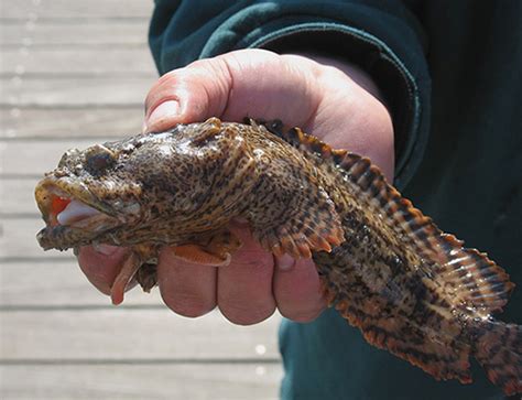 what does a toadfish look like - Edda Ives