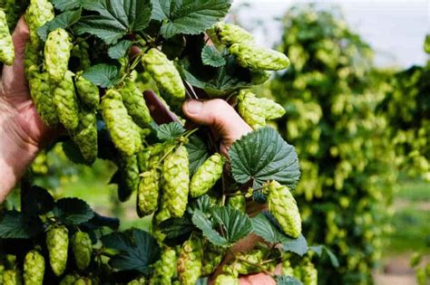 How To Grow Hops At Home? (Planting, Harvesting, Drying Cones)