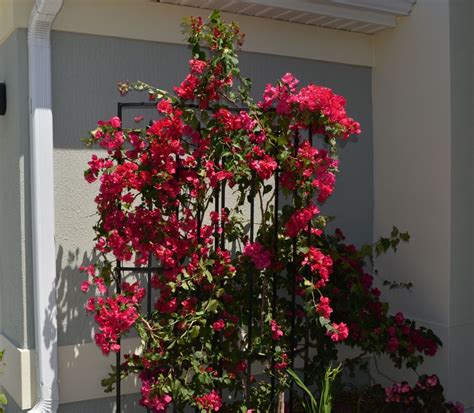 How to Grow and Care For a Beautiful Bougainvillea | Dengarden