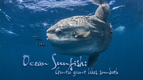 Ocean Sunfish: The gentle giant that likes sunbath - CGTN