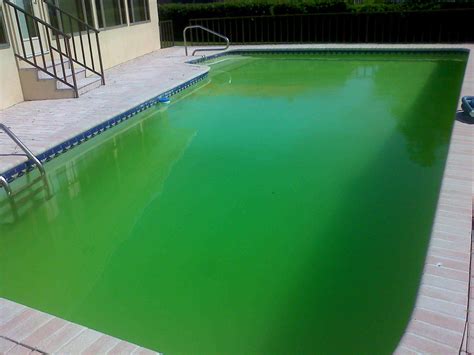 How to Use Floccing Agent to Clean a Green and Cloudy Pool | Green pool ...