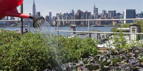 What Is Urban Farming? | GreenChoice