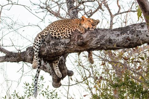 A leopard's lunch - Africa Geographic