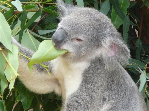 Interesting Facts - Australian Koala Foundation