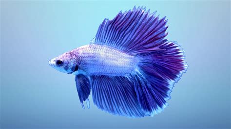 Betta Fish Wallpapers - Wallpaper Cave