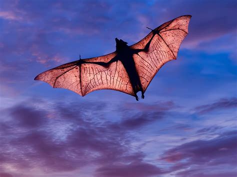 Are Bats Really Blind? | Britannica.com