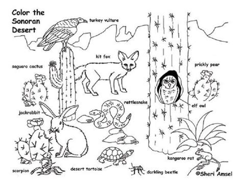 Desert Animal Coloring Pages | Desert animals coloring, Desert animals, Desert animals and plants