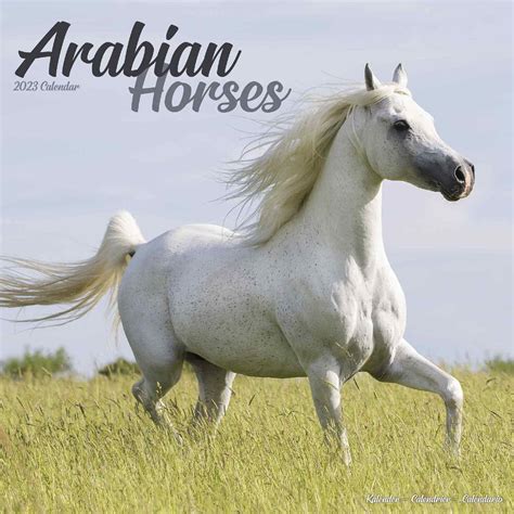 Arabian Horses Calendar | Animal Calendars | Pet Prints Inc