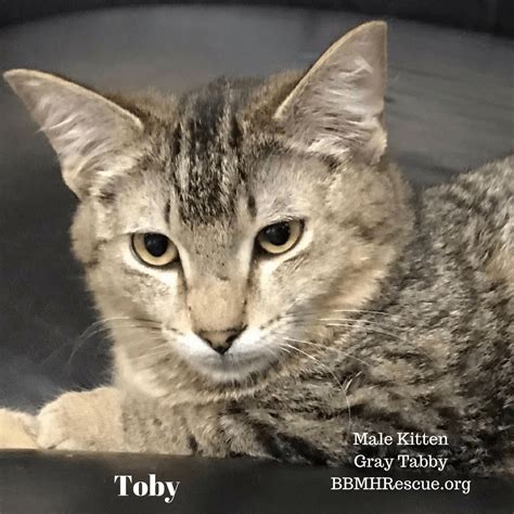 Gray Tabby Kitten Toby Available for Adoption - BBMHR