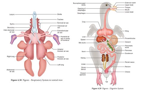 Columba Livia Anatomy