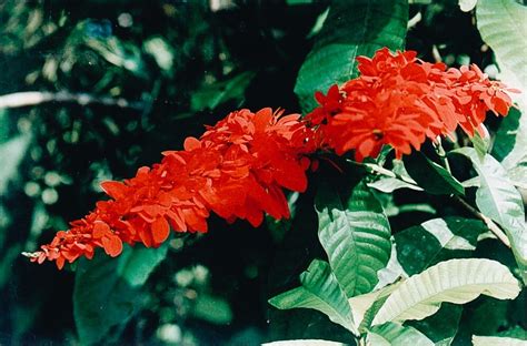 Chaconia. National flower. Trinidad and Tobago. The honour of being ...