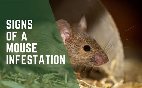 Signs of a Mouse Infestation - Evade Pest Management