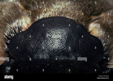 Closeup of a Platypus' sensitive Bill and forehead shows sensory pits Stock Photo - Alamy