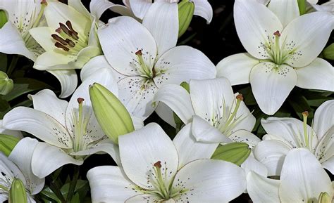 White lily flowers HD wallpaper | Wallpaper Flare