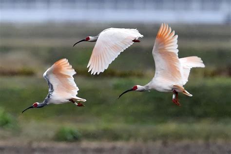 Japan Begins Process to Return Crested Ibis to Wild on Mainland - The ...