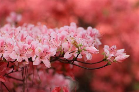 รูปภาพ : ธรรมชาติ, สาขา, ปลูก, กลีบดอกไม้, เบ่งบาน, ฤดูใบไม้ผลิ, ผลิต, สีชมพู, ดอกซากุระ, ไม้ ...