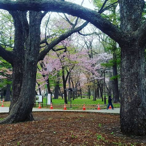 Late Bloomers - A Guide to Cherry Blossoms in Hokkaido | JAPAN Forward