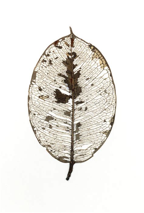 Skeleton Leaf Photograph by Audrey Bunn - Fine Art America