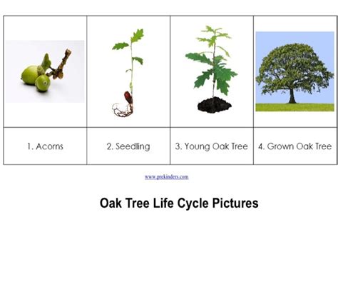 Mrs. Ross's Science Class: Oak Tree Life Cycle and Craftivity