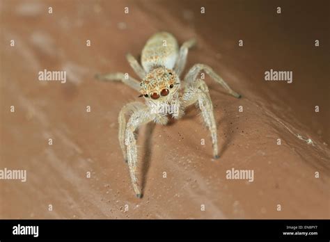 Small, white jumping spider (Hentzia mitrata Stock Photo - Alamy