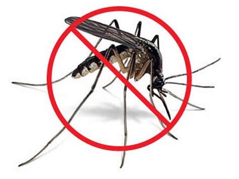 Mosquito Control