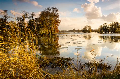 Autumn Sky in Lake Martin | Louisiana | Lakes, Swamps Louisiana Trees ...