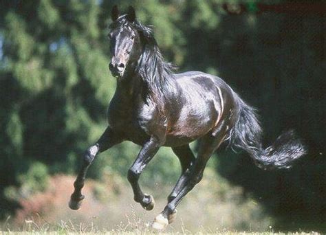 Kabarda Horse Breed Information, History, Videos, Pictures