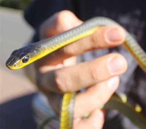 Snake Catchers Brisbane | Snake Removal | SnakeOut Brisbane