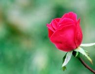Light Red Rose Bloom Free Stock Photo - Public Domain Pictures