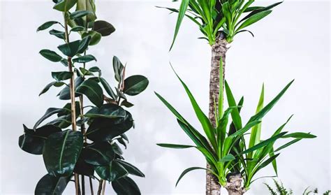 Yucca Cane Plant Care: [Complete Beginner's Guide]