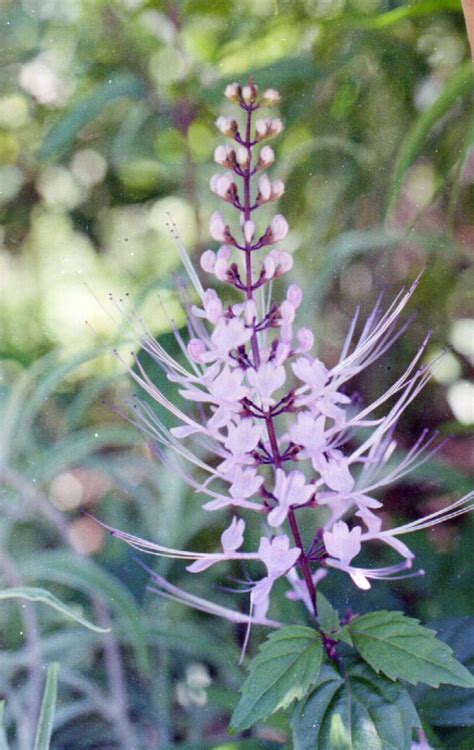 Orthosiphon aristatus - Cat's Whiskers Purple - Burringbar Rainforest Nursery