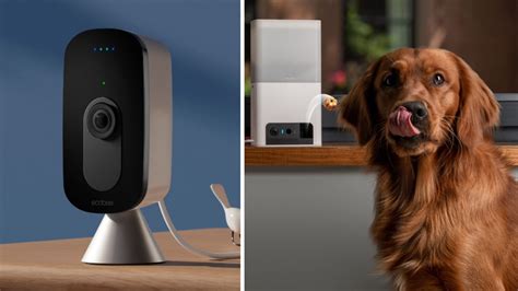 5 Of The Best Pet Cameras You Can Get Online Right Now