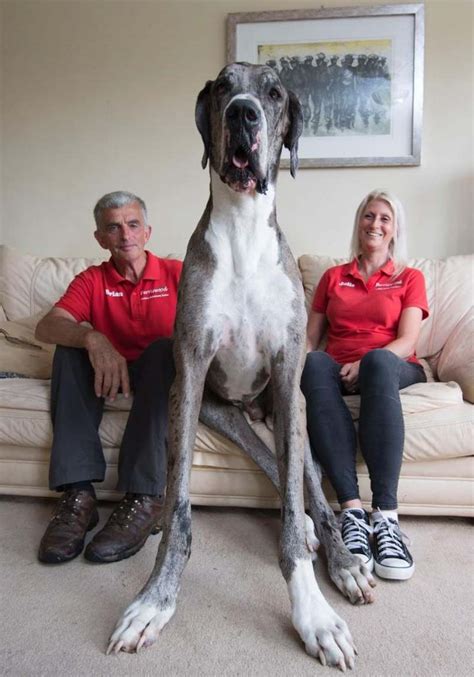 World's tallest dog - K9 Research Lab