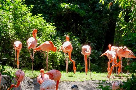 Parque Zoologico de Chapultepec (Mexico City) - 2021 All You Need to ...