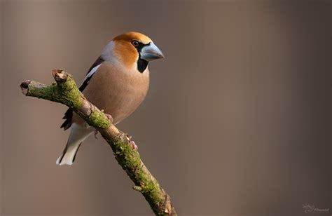 Hawfinch by PaulaDarwinkel on DeviantArt