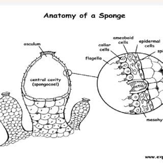 Anatomy Of A Sponge - Anatomical Charts & Posters