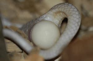 Do Snakes Lay Eggs? Everything You Need to Know - More Reptiles