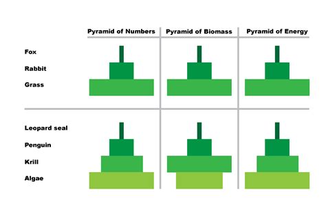 Biomass Pyramid Ocean