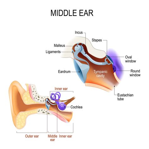 You'll Need This to Get Balloon Dilation of the Eustachian Tube Paid - AAPC Knowledge Center