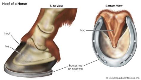 hoof - Kids | Britannica Kids | Homework Help