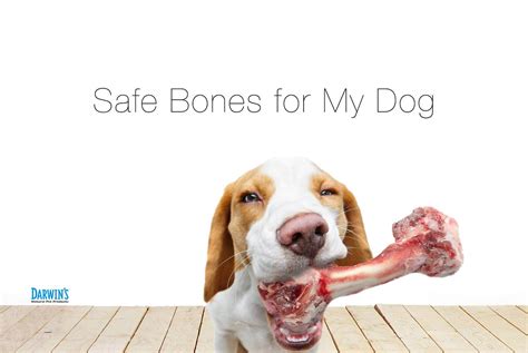 Can Dogs Have Raw Beef Bones