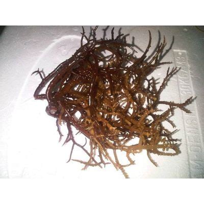 Spinosum Seaweed, Eucheuma Spinosum - Hstock Enterprise