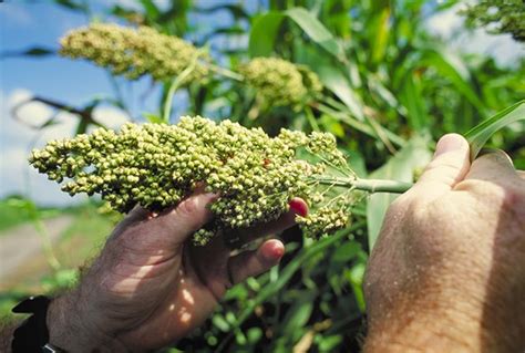 Sorghum vs. Millet: What's the Difference? - Main Difference