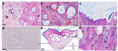 Histological presentation of the involved tissue types. An overview of ...