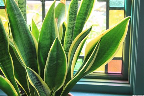 6 Houseplants You Can Totally Keep Alive | House plants, Best plants ...