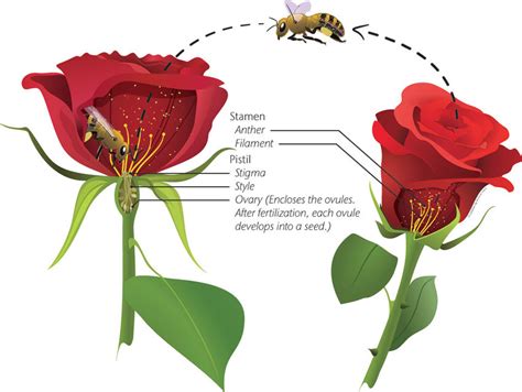 Flower Pollen Diagram